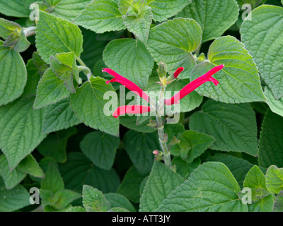 Scarlet Salbei (Salvia splendens) Stockfoto