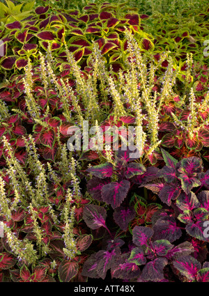 Coleus (solenostemon scutellarioides Syn. coleus Blumei) Stockfoto