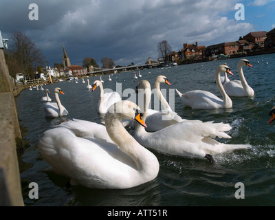 Eine aggressive Schafherde Höckerschwäne Cygnus Olor auf der Themse bei Marlow Buckinghamshire UK Stockfoto