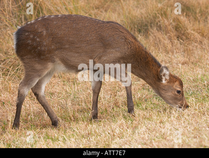 Sika Hirsche ernähren sich von Assateague Island Maryland USA Stockfoto