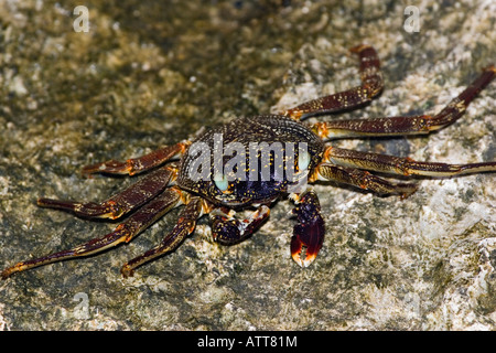 Dünne Schale Rock oder Grapsid Krabben, Grapsus Tenuicrustatus Leben auf felsigen Küsten und im nahe gelegenen flachen Wasser, Fidschi. Stockfoto