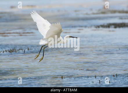 weiße Morph dimorphen Egret, Sansibar, Tansania, Ostafrika Stockfoto