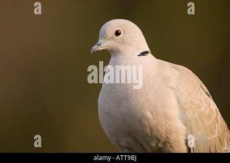 Collared Dove (Streptopelia Decaocto) im Vereinigten Königreich Stockfoto