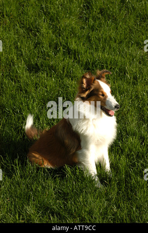 Sheltie Rassehund Stockfoto