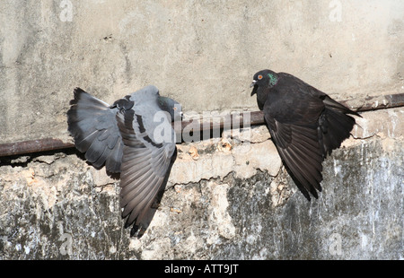 Verwilderte Tauben, Stone Town, Sansibar, Tansania, Ostafrika Stockfoto