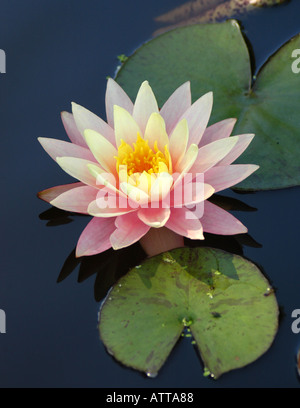 Seerosen in Koi Fischteich Stockfoto