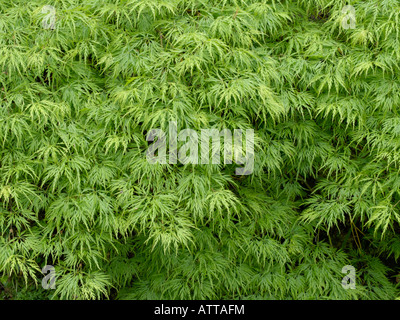 Japanischer Ahorn (Acer palmatum 'dissectum') Stockfoto