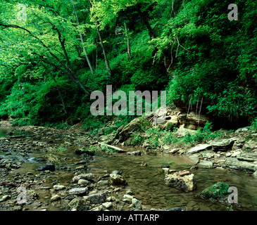 Algific Talus Hang in Karst Topographie, White Pine Hollow Zustand zu bewahren, Iowa Stockfoto