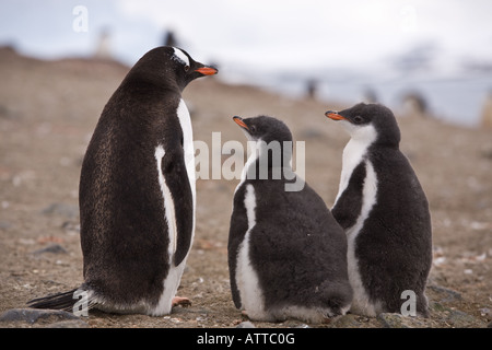 Gentoo Penguin beobachten junge Küken im Nest auf Barrientos Insel Antarktis, Eisberge im Hintergrund Stockfoto
