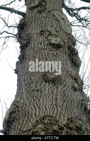 Der Stamm einer alten Eiche Quercus Robur im winter Stockfoto