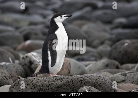 Kinnriemen Pinguin stehen auf Felsen auf Penguin Island in der Antarktis Stockfoto