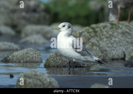 Schwarz-legged Kittiwake ersten Sommer Rissa Tridactyla, am Strand. Stockfoto