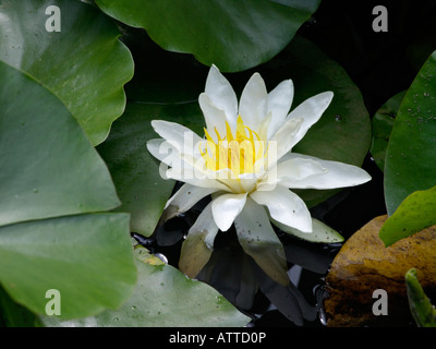 Weiße Seerose (Nymphaea alba) Stockfoto