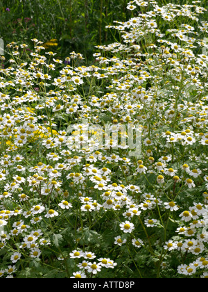 Mutterkraut (Tanacetum parthenium) Stockfoto