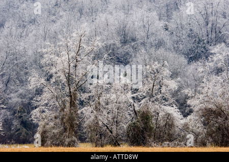 Eis für Bäume nach Eissturm Oldham County Kentucky Stockfoto