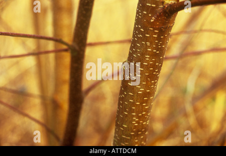 Detail des schlanken jungen weiß gefleckt rot braunen Stamm von Silber Birken vor Hintergrund der gemeinsamen Schilf golden winter Stockfoto