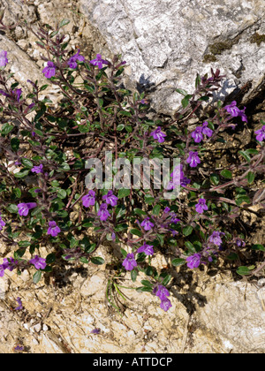 Alpine calaminth (acinos Alpinus syn. calamintha alpina) Stockfoto