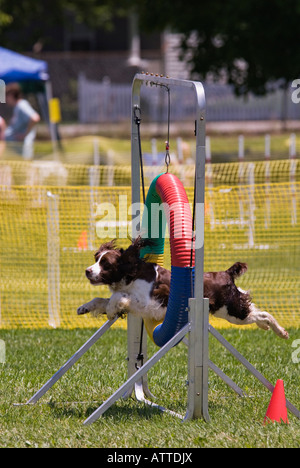 Englisch Springer Spaniel springen durch Reifen springen Hindernis auf Agility Kurs Corydon Indiana Stockfoto