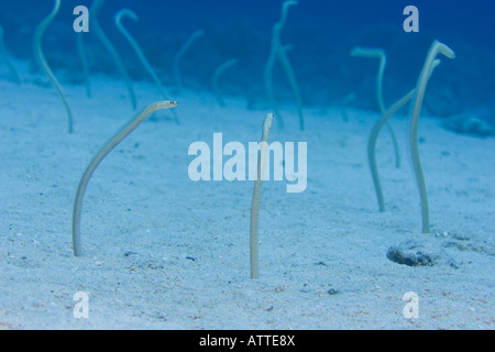 Endemische hawaiianischen Garten Aale, Gorgasia Hawaiiensis, werden in den Sand als näherte, Maui, Hawaii nach unten ziehen. Stockfoto