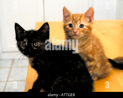 Zwei Kätzchen Ingwer und schwarzen Portrait acht Wochen alt Stockfoto