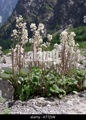 Huflattich (Tussilago farfara) Stockfoto