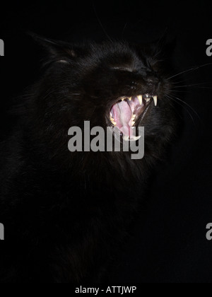 Schwarze Katze, Gähnen, Mund weit offen zeigt Zähne und Zunge. Auf schwarzem Hintergrund Stockfoto