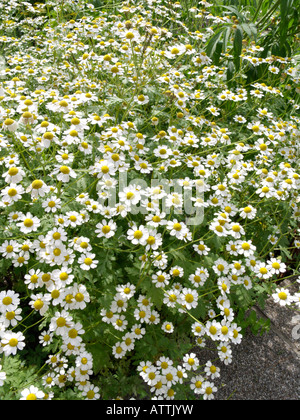 Mutterkraut (Tanacetum parthenium) Stockfoto