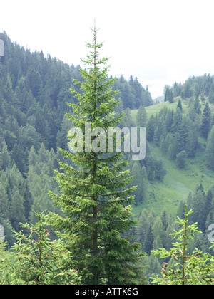 Gemeinsame Fichte (Picea abies) Stockfoto