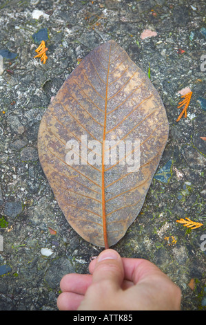 Hand hält eine Herbst Blatt Stockfoto