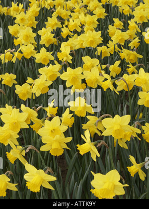 Narzisse, Narcissus pseudonarcissus Stockfoto