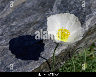 Alpen-Mohn (Papaver Alpinum Subspecies Alpinum) Stockfoto