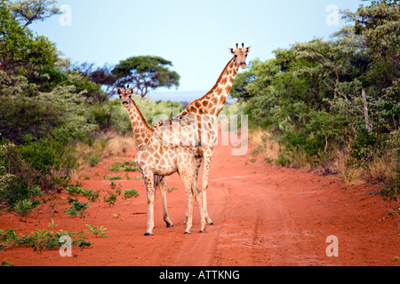 South African Giraffe Giraffa Giraffe Stockfoto