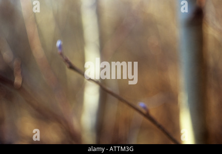 Impressionistische Zweig mit Winter purpurrote Knospen und schlanken Stämme der gemeinsamen Erlen mit braunem Hintergrund von Schilf Stockfoto