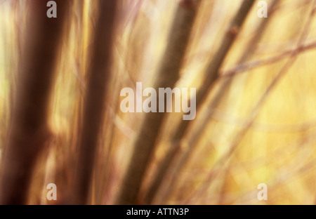 Impressionistische schlanken Stämme und Zweige der gemeinsamen Erlen vor goldenem Hintergrund der gemeinsamen Schilf im winter Stockfoto