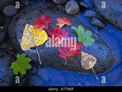 Herbstlaub auf Renaturierung Felsbrocken in einer klaren eisigen Gebirgsbach in den Cascade Mountains in der Nähe von Oakridge Oregon Stockfoto