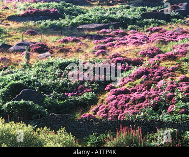 MOORLAND HEATHER BASLOW PEAK DISTRICT DERBYSHIRE ENGLAND Stockfoto