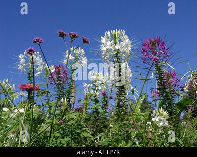 Spider Blume (tarenaya cleome hassleriana hassleriana Syn.) Stockfoto