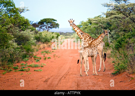 South African Giraffe Giraffa Giraffe Stockfoto