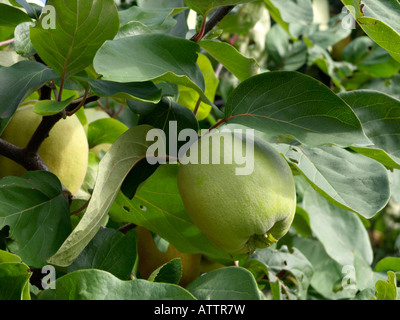 Quitte (Cydonia Oblonga) Stockfoto