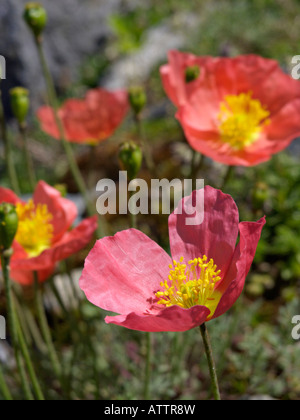 Alpine Mohn (Papaver alpinum) Stockfoto