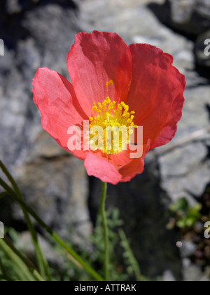 Alpine Mohn (Papaver alpinum) Stockfoto