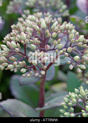 Orpine (Sedum telephium 'Matrona' syn. hylotelephium telephium 'Matrona') Stockfoto