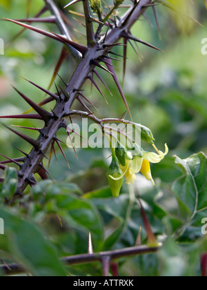 Malevolence (Solanum atropurpureum) Stockfoto