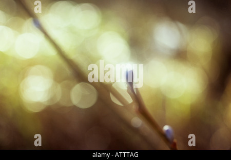 Impressionistische Zweig mit Winter purpurrote Knospen der gemeinsamen Erle Baum mit warmen Braun- und funkelnden Goldgrund Stockfoto