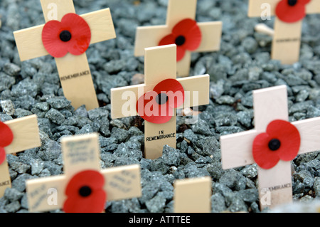 Gedenktag Kreuze und Mohn Stockfoto