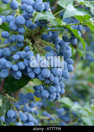 Mahonie (Mahonia aquifolium) Stockfoto