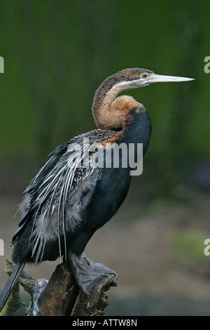 männliche Darter oder Schlange-Vogel - Anhinga Stockfoto