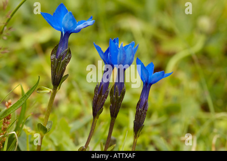 Bayerischer Enzian Gentiana bavarica Stockfoto