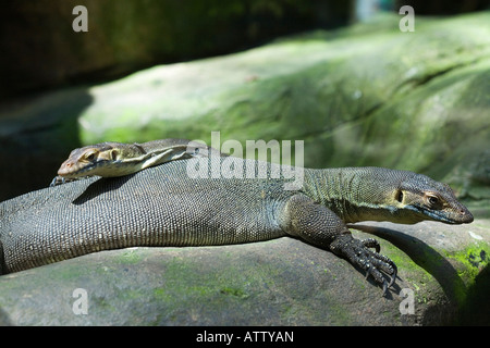 Australische Mertens Wasser Monitor Varanus Mertensi Stockfoto