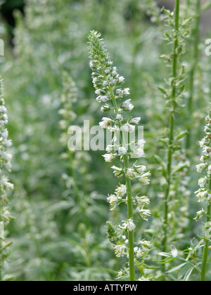 Weiße Resede (Reseda alba) Stockfoto